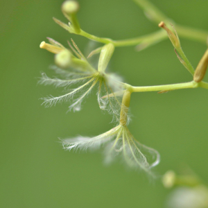 Photographie n°2548574 du taxon Valeriana officinalis L. [1753]