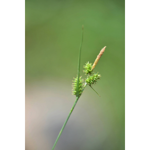 Carex mairei Coss. & Germ. (Laiche de Maire)