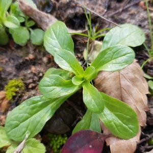 Photographie n°2548593 du taxon Valerianella locusta (L.) Laterr.