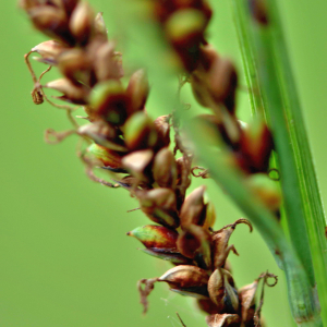 Photographie n°2548622 du taxon Carex nigra (L.) Reichard [1778]