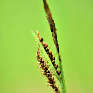 Photographie n°2548623 du taxon Carex nigra (L.) Reichard [1778]