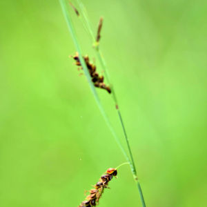 Photographie n°2548624 du taxon Carex nigra (L.) Reichard [1778]