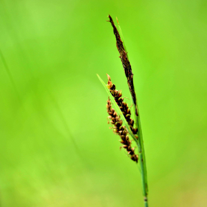 Photographie n°2548625 du taxon Carex nigra (L.) Reichard [1778]