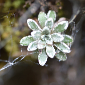 Photographie n°2548643 du taxon Saxifraga longifolia Lapeyr. [1801]