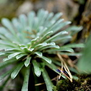 Photographie n°2548644 du taxon Saxifraga longifolia Lapeyr. [1801]