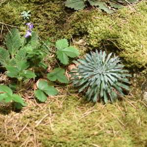 Photographie n°2548645 du taxon Saxifraga longifolia Lapeyr. [1801]