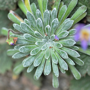 Photographie n°2548646 du taxon Saxifraga longifolia Lapeyr. [1801]