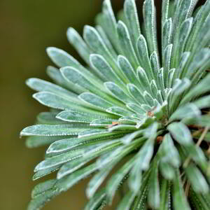 Photographie n°2548647 du taxon Saxifraga longifolia Lapeyr. [1801]