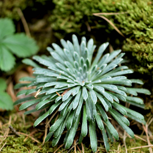 Photographie n°2548649 du taxon Saxifraga longifolia Lapeyr. [1801]