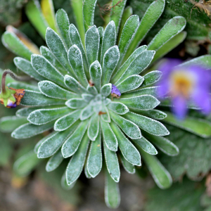 Photographie n°2548650 du taxon Saxifraga longifolia Lapeyr. [1801]