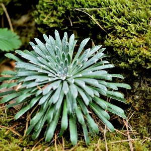 Photographie n°2548651 du taxon Saxifraga longifolia Lapeyr. [1801]