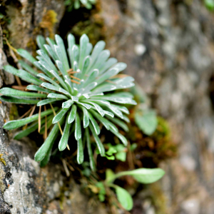 Photographie n°2548652 du taxon Saxifraga longifolia Lapeyr. [1801]