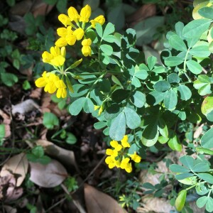 Photographie n°2548686 du taxon Coronilla glauca L. [1755]