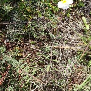 Photographie n°2548700 du taxon Helianthemum apenninum (L.) Mill.