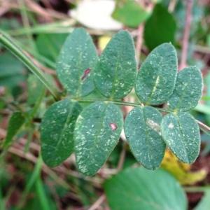 Photographie n°2548707 du taxon Vicia sepium L. [1753]