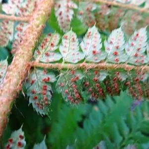 Photographie n°2548708 du taxon Polystichum setiferum (Forssk.) T.Moore ex Woyn. [1913]