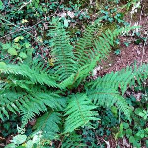 Photographie n°2548712 du taxon Polystichum setiferum (Forssk.) T.Moore ex Woyn. [1913]