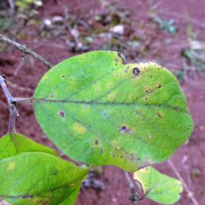 Photographie n°2548732 du taxon Lonicera xylosteum L.