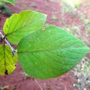 Photographie n°2548735 du taxon Lonicera xylosteum L.