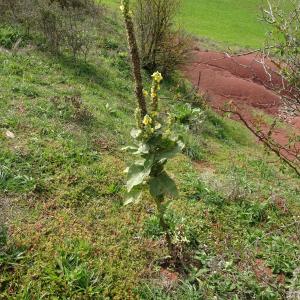 Photographie n°2548760 du taxon Verbascum thapsus L. [1753]