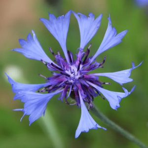 Photographie n°2548770 du taxon Cyanus segetum Hill