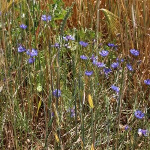 Photographie n°2548786 du taxon Cyanus segetum Hill [1762]