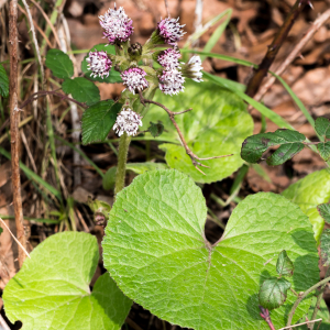 Photographie n°2548795 du taxon Petasites pyrenaicus (L.) G.López