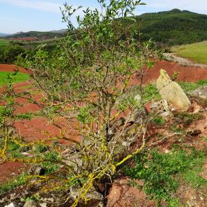 Photographie n°2548811 du taxon Sambucus nigra L. [1753]