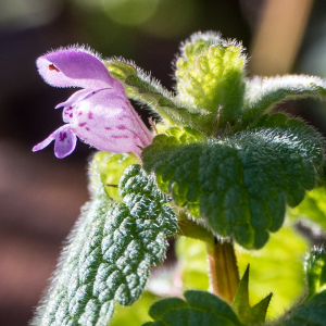 Photographie n°2548835 du taxon Lamium purpureum L.