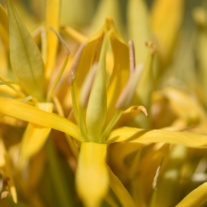 Photographie n°2548861 du taxon Gentiana lutea L. [1753]