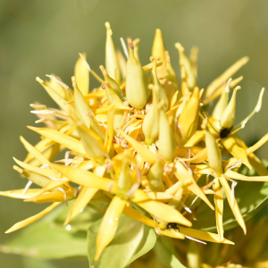 Photographie n°2548862 du taxon Gentiana lutea L. [1753]