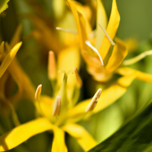 Photographie n°2548864 du taxon Gentiana lutea L. [1753]