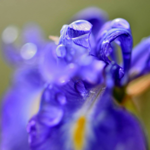 Photographie n°2548883 du taxon Iris latifolia (Mill.) Voss [1895]