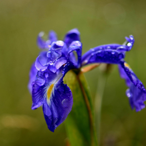 Photographie n°2548885 du taxon Iris latifolia (Mill.) Voss [1895]