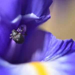 Photographie n°2548889 du taxon Iris latifolia (Mill.) Voss [1895]