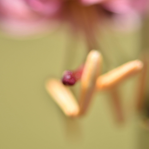 Photographie n°2548895 du taxon Lilium martagon L.