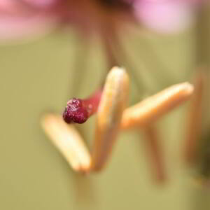 Photographie n°2548896 du taxon Lilium martagon L.