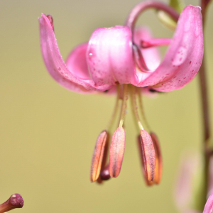 Photographie n°2548898 du taxon Lilium martagon L.