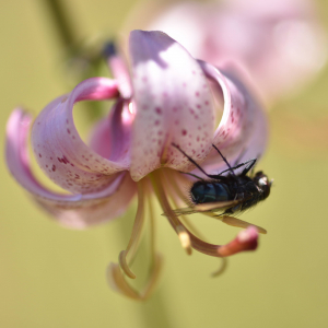 Photographie n°2548899 du taxon Lilium martagon L.