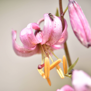 Photographie n°2548901 du taxon Lilium martagon L.