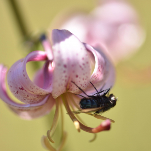 Photographie n°2548902 du taxon Lilium martagon L.