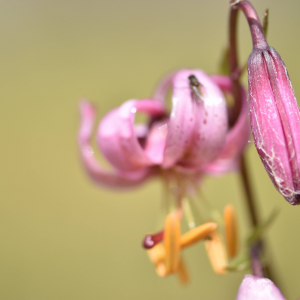 Photographie n°2548904 du taxon Lilium martagon L.