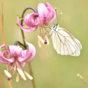 Photographie n°2548905 du taxon Lilium martagon L.