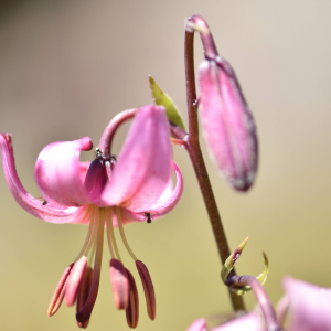 Photographie n°2548906 du taxon Lilium martagon L.