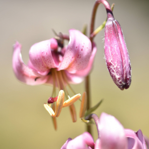 Photographie n°2548907 du taxon Lilium martagon L.