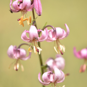 Photographie n°2548908 du taxon Lilium martagon L.