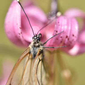 Photographie n°2548909 du taxon Lilium martagon L.