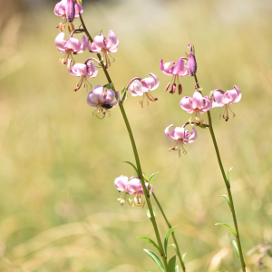 Photographie n°2548911 du taxon Lilium martagon L.