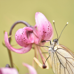 Photographie n°2548912 du taxon Lilium martagon L.