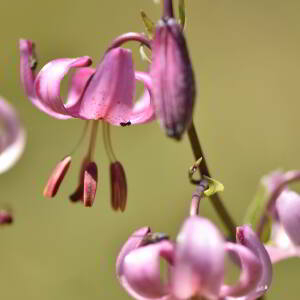 Photographie n°2548914 du taxon Lilium martagon L.